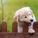little Golden Retriever puppy climbs up and gnawing a yard fence