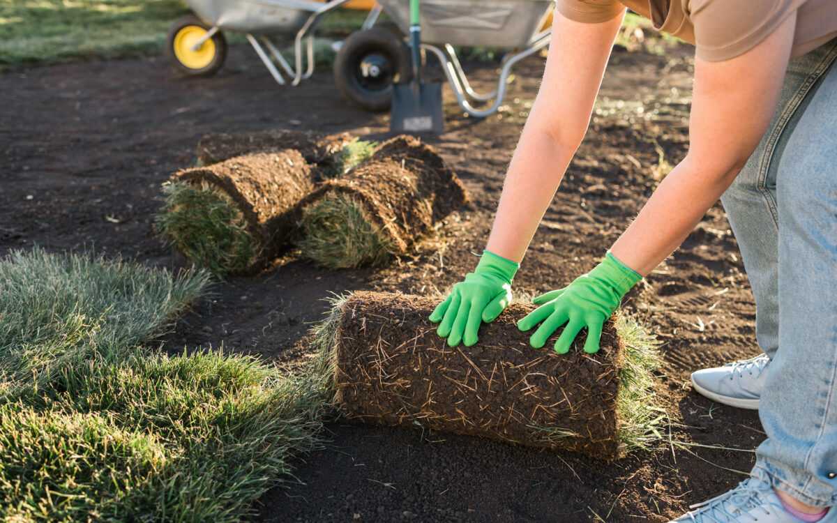 Should You Reseed or Sod in the Fall? - close up woman laying sod for new garden lawn tu 2025 02 24 11 19 15 utc