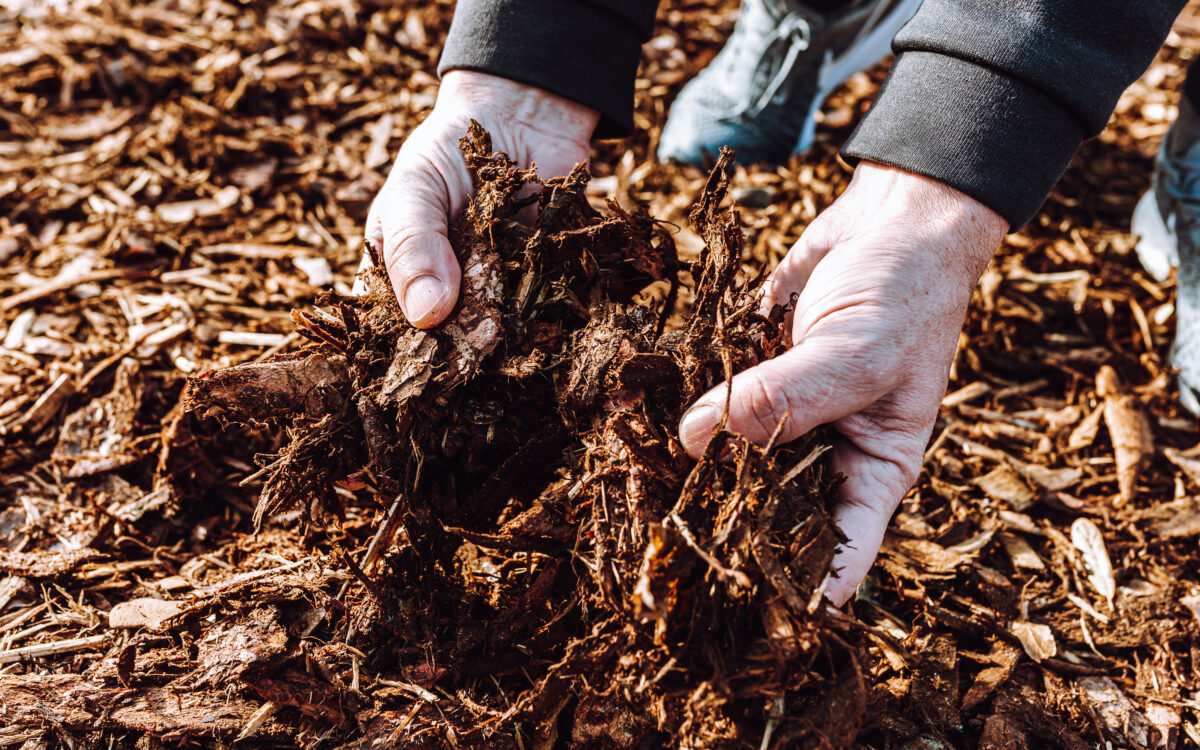 The Benefits of Mulching in Denver’s Fall Season - hands of male gardener holding wood chips mulch cl 2025 03 06 13 11 36 utc