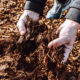 hands-of-male-gardener-holding-wood-chips-mulch-cl-2025-03-06-13-11-36-utc hands-of-male-gardener-holding-wood-chips-mulch-cl-2025-03-06-13-11-36-utc